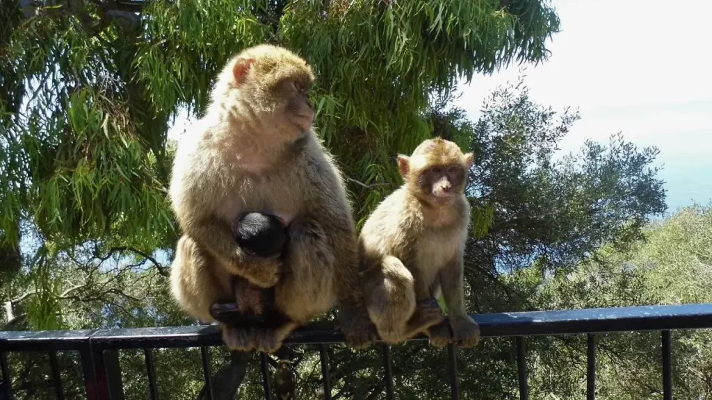Razões para Conhecer Gibraltar