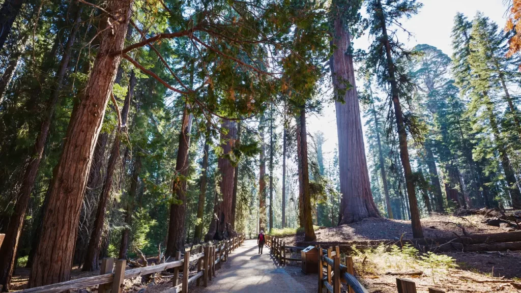 Parque Nacional Sequoia