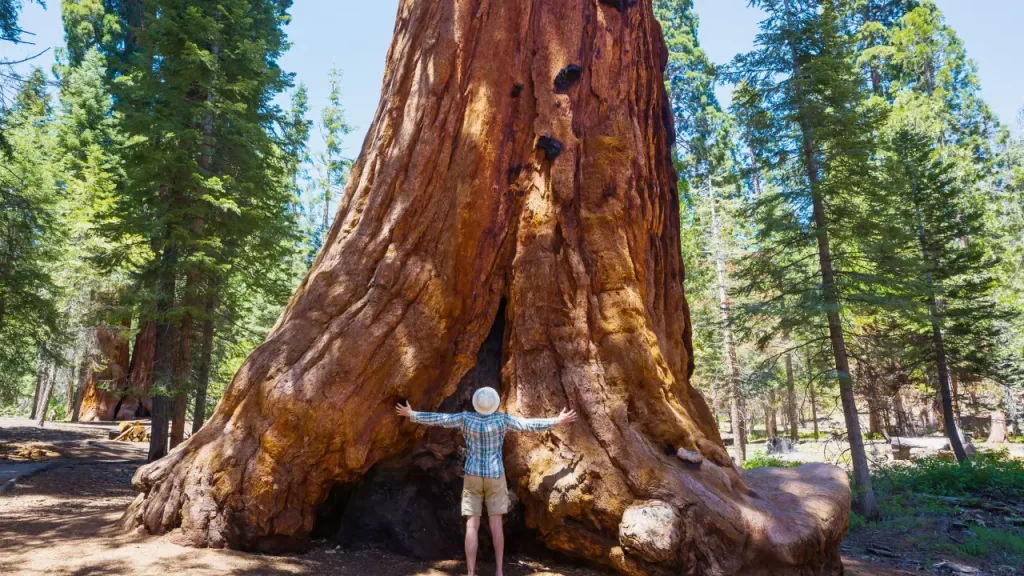 Parque Nacional Sequoia