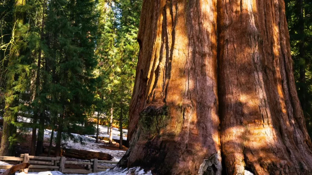 Parque Nacional Sequoia
